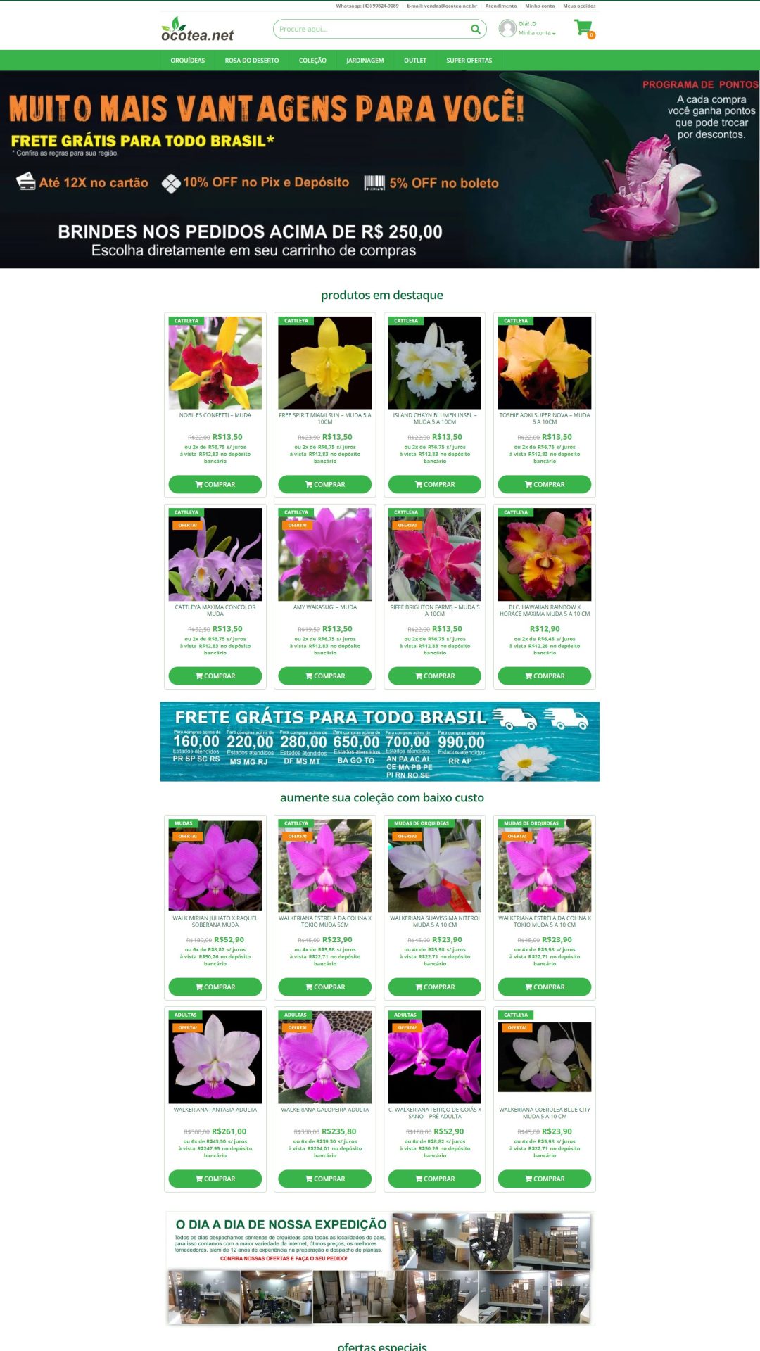 Orquídeas-Ocotea-Compre-orquídeas-com-Frete-Grátis